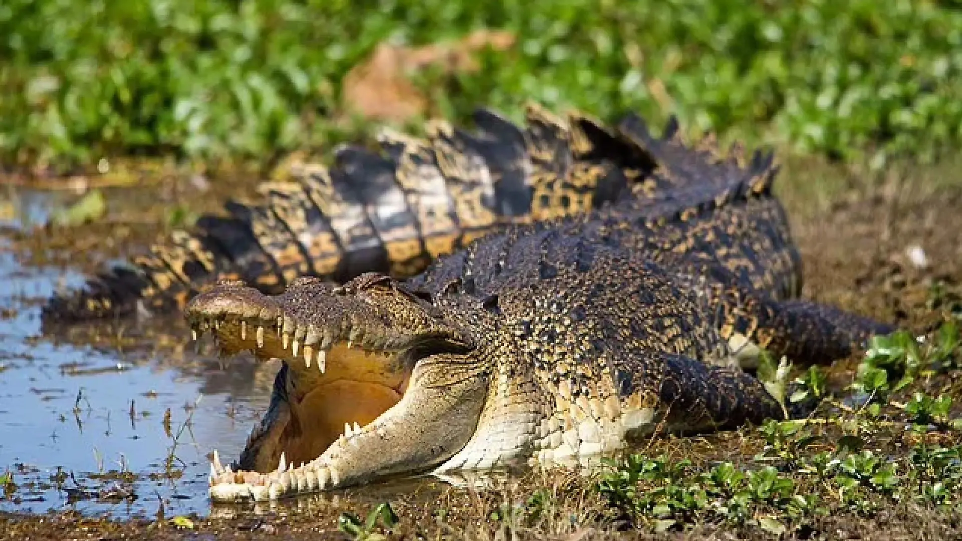 Krokodil