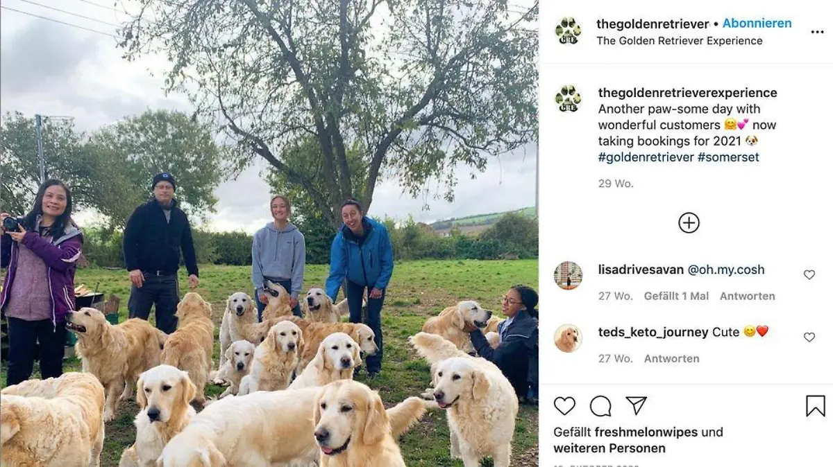 In England können Besucher bei der "Golden Retriever Experience" zwei Stunden Zeit mit einem ganzen Hunderudel verbringen.