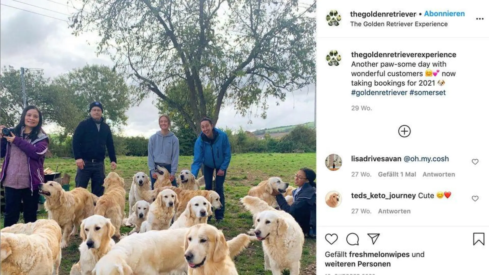 In England können Besucher bei der "Golden Retriever Experience" zwei Stunden Zeit mit einem ganzen Hunderudel verbringen.