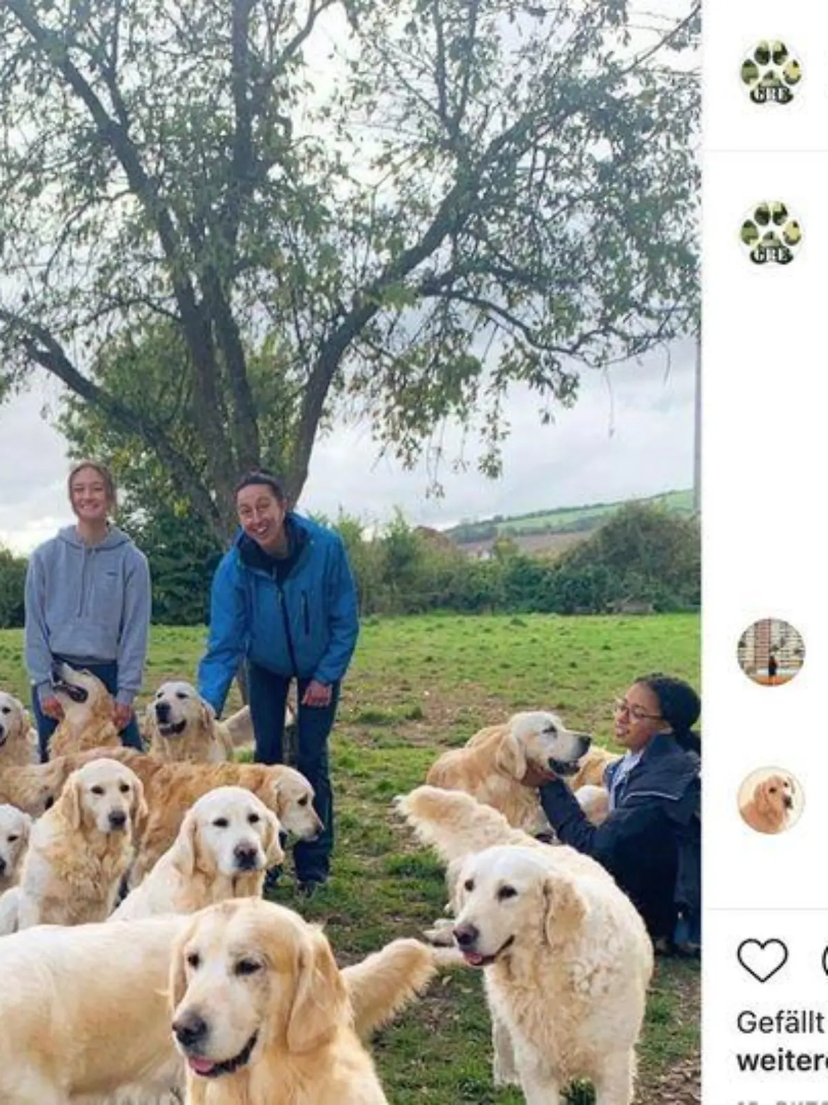 In England können Besucher bei der "Golden Retriever Experience" zwei Stunden Zeit mit einem ganzen Hunderudel verbringen.