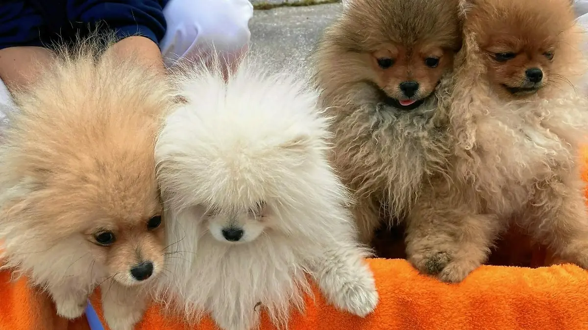 Die geretteten Spitz-Welpen Pauli, Maxi, Gusti und Oliver.