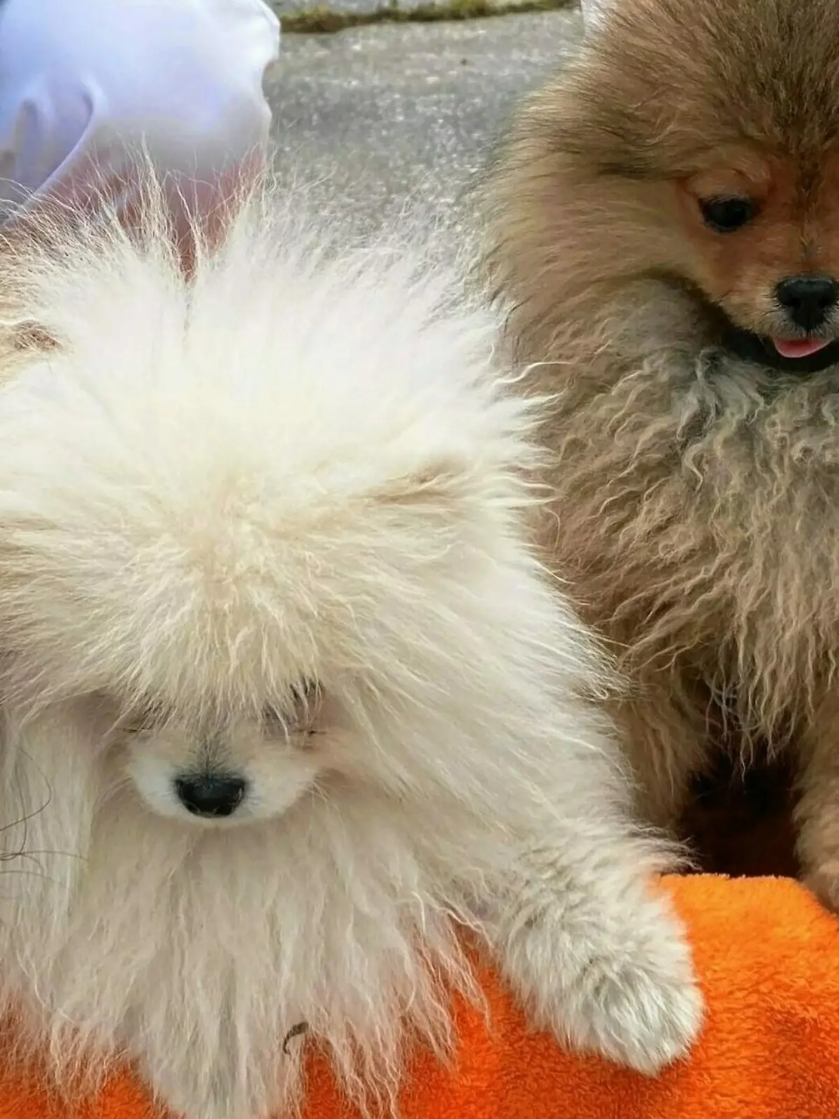 Die geretteten Spitz-Welpen Pauli, Maxi, Gusti und Oliver.