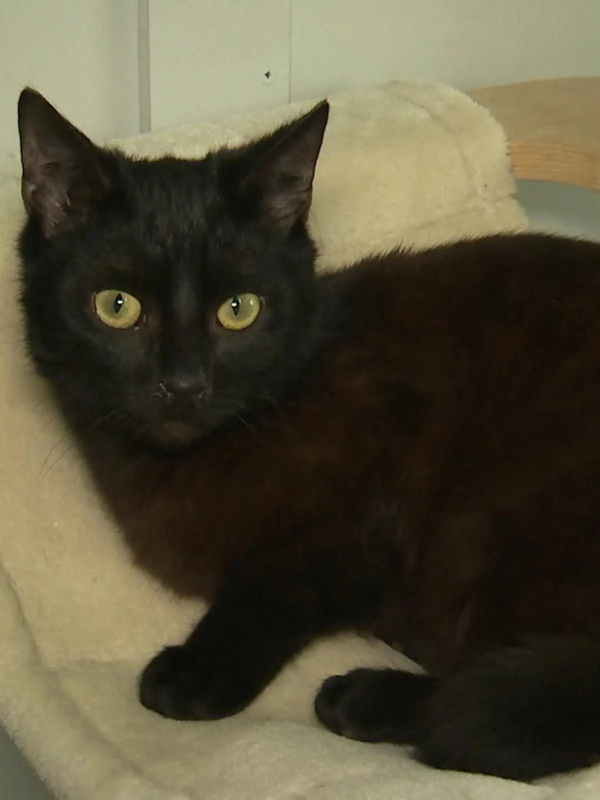 Kater Fips wieder zurück im Tierheim