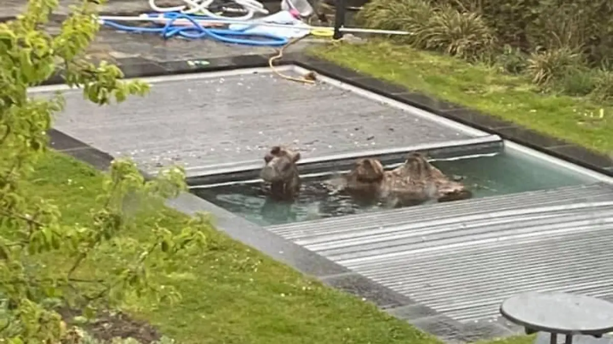 Endstation Swimmingpool