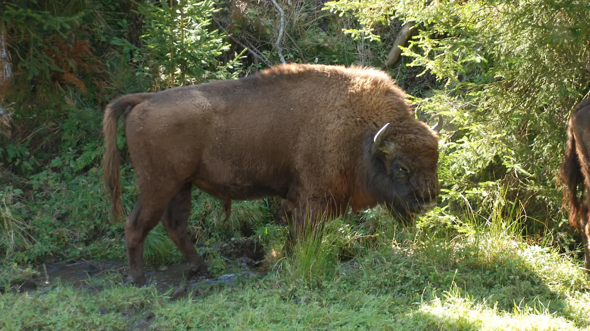 Ein Wisent grast am 10.10.2012 im Artenschutz-Projekt «Wisent-Wildnis» in Bad Berleburg (Nordrhein-Westfalen) auf einer Wiese des Schaugeheges. In den ersten drei Wochen seit der Eröffnung des Projekts haben die vor 100 Jahren fast ausgestorbenen europäischen Bisons schon mehr als 5000 Besucher angelockt. Foto: Jörg Taron/dpa (zu dpa-KORR: «Bison-Verwandte sollen im Siegerland heimisch werden» vom 15.10.2012) ++