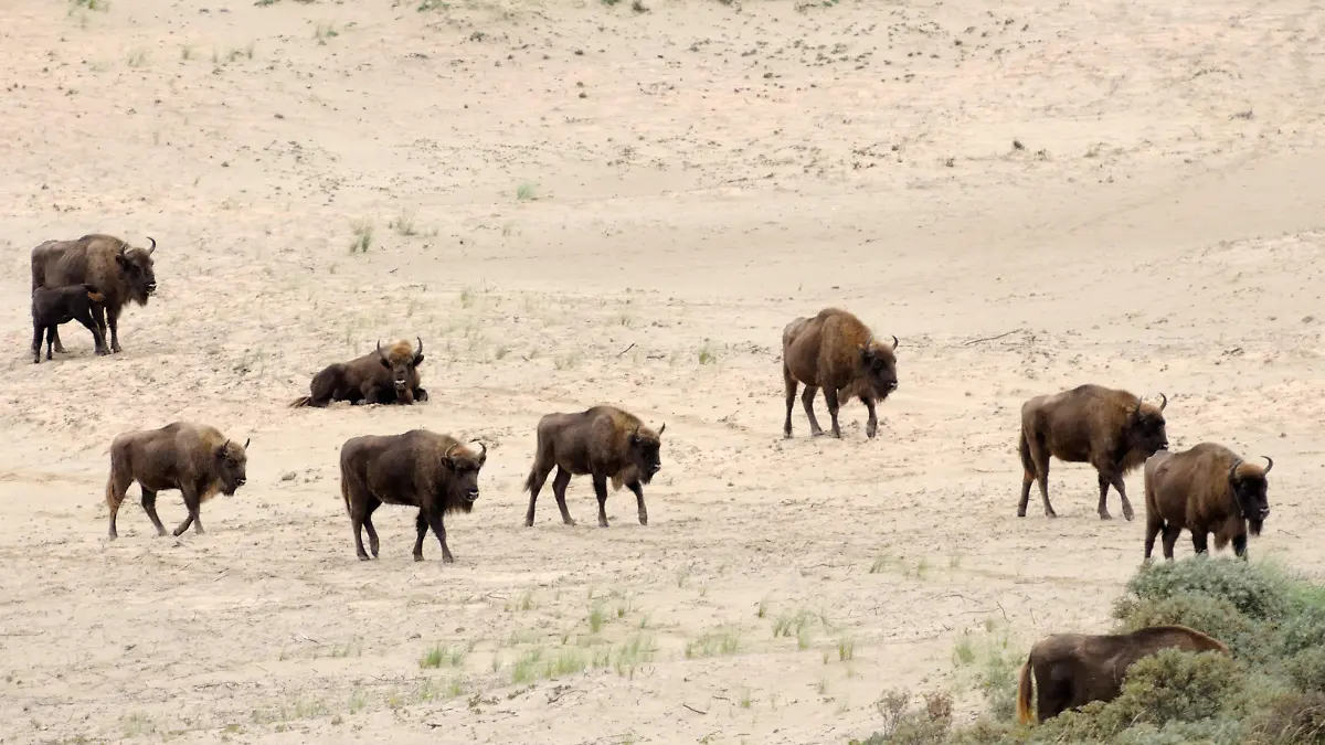 Wisent, Europaeischer Bison (Bison bonasus), Herde in Duenenlandschaft, Niederlande, Overveen | European bison, wisent (Bison bonasus), herd in dune landscape, Netherlands, Overveen