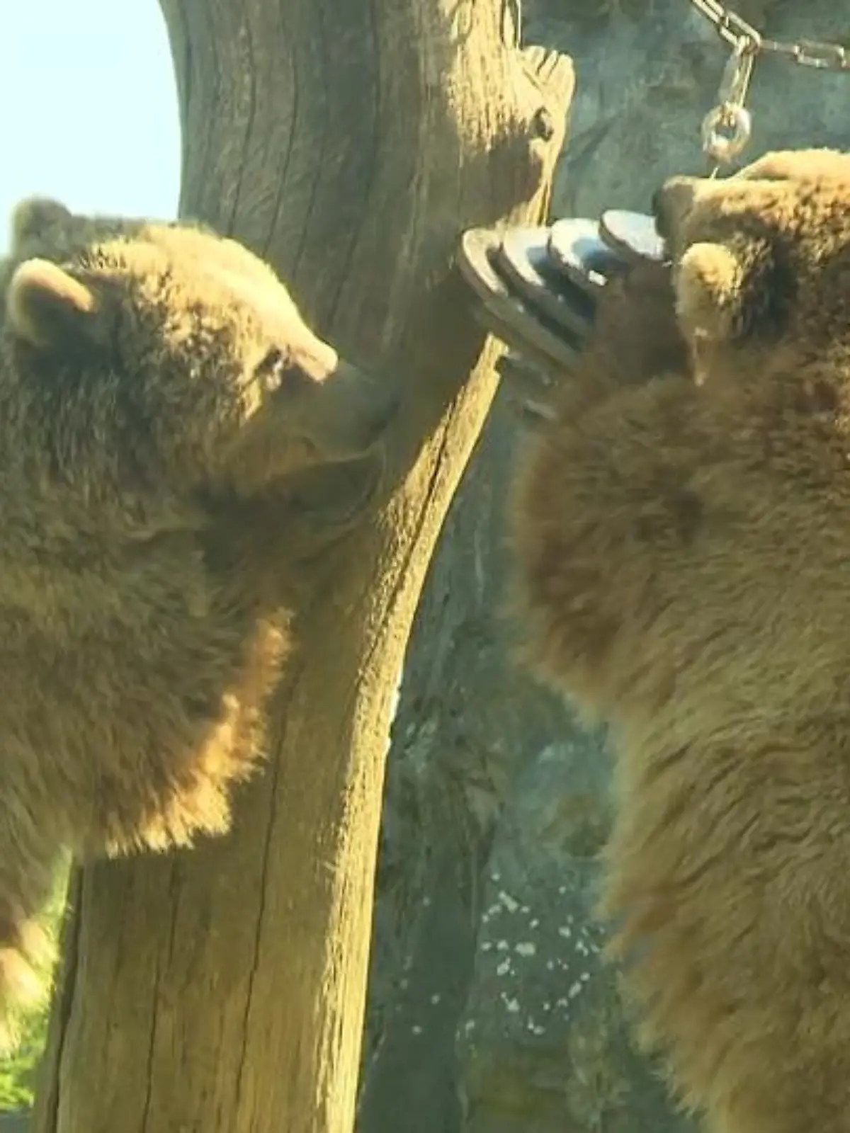 Bild zu: "Gelsenkirchener baut Spielzeug für Zoo"