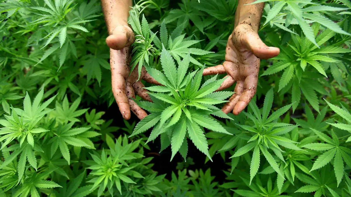 ARCHIV - Hanf-Pflanzen einer Cannabis-Plantage in Israel, aufgenommen am 31.08.2010. An einem geheimem Ort ist in Australien die erste legale Marihuana-Farm an den Start gegangen. Dort sollen Hanfpflanzen für medizinische Zwecke angebaut werden. Foto: EPA/ABIR SULTAN ISRAEL OUT (zu dpa «Regierung will Weg für staatlichen Cannabis-Anbau freimachen» vom 04.05.2016) +++(c) dpa - Bildfunk+++