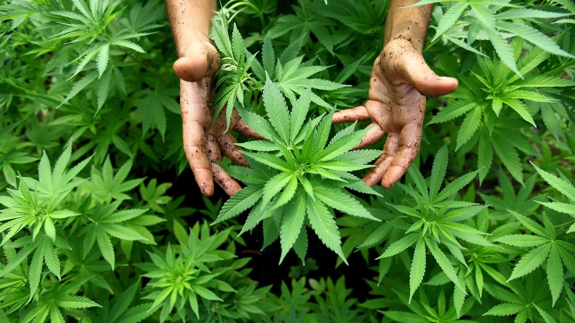 ARCHIV - Hanf-Pflanzen einer Cannabis-Plantage in Israel, aufgenommen am 31.08.2010. An einem geheimem Ort ist in Australien die erste legale Marihuana-Farm an den Start gegangen. Dort sollen Hanfpflanzen für medizinische Zwecke angebaut werden. Foto: EPA/ABIR SULTAN ISRAEL OUT (zu dpa «Regierung will Weg für staatlichen Cannabis-Anbau freimachen» vom 04.05.2016) +++(c) dpa - Bildfunk+++