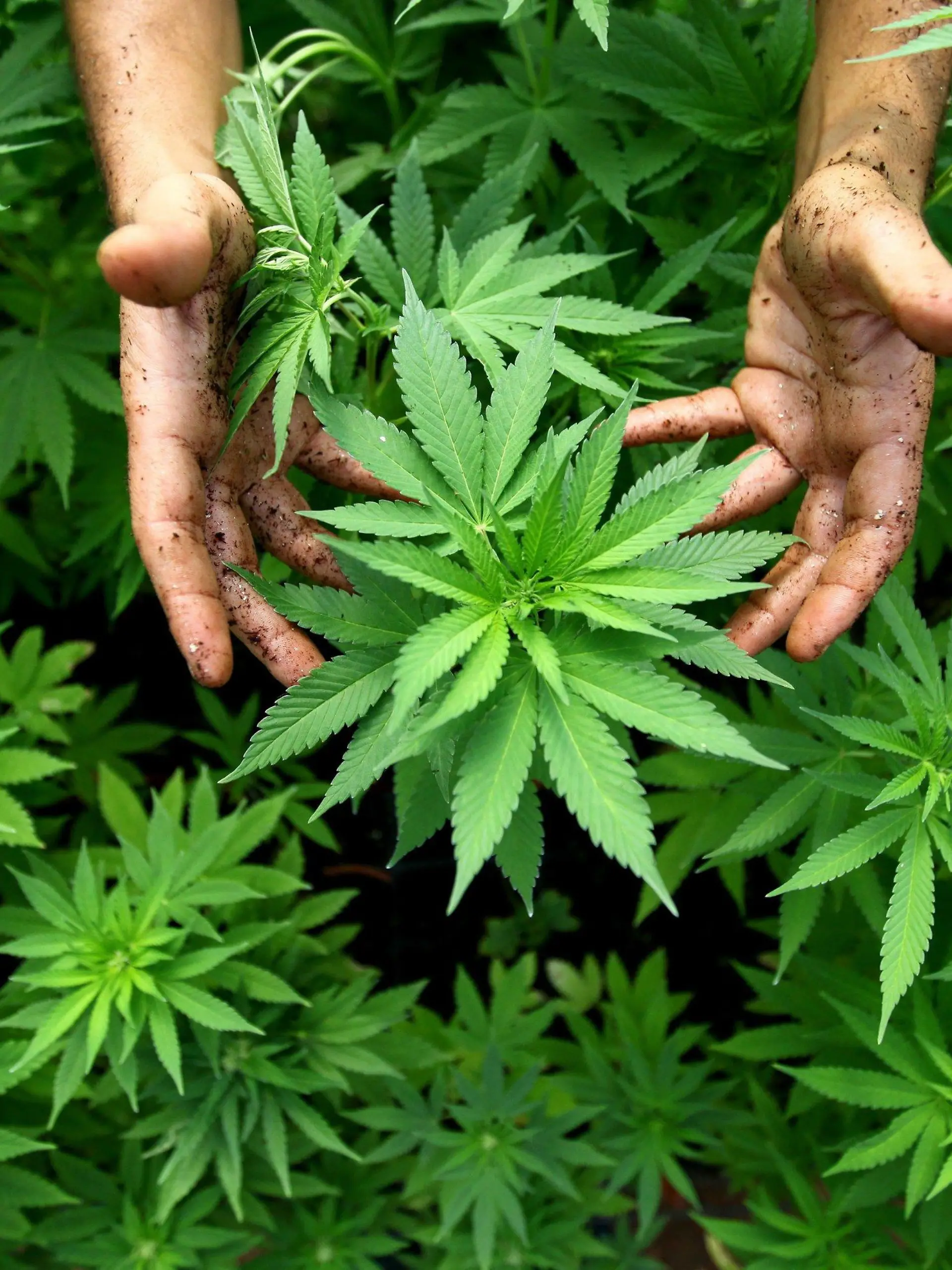 ARCHIV - Hanf-Pflanzen einer Cannabis-Plantage in Israel, aufgenommen am 31.08.2010. An einem geheimem Ort ist in Australien die erste legale Marihuana-Farm an den Start gegangen. Dort sollen Hanfpflanzen für medizinische Zwecke angebaut werden.  Foto: EPA/ABIR SULTAN ISRAEL OUT   (zu dpa «Regierung will Weg für staatlichen Cannabis-Anbau freimachen» vom 04.05.2016) +++(c) dpa - Bildfunk+++