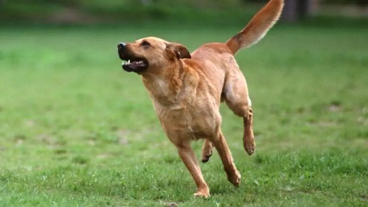 Hunde beim Auflauf.