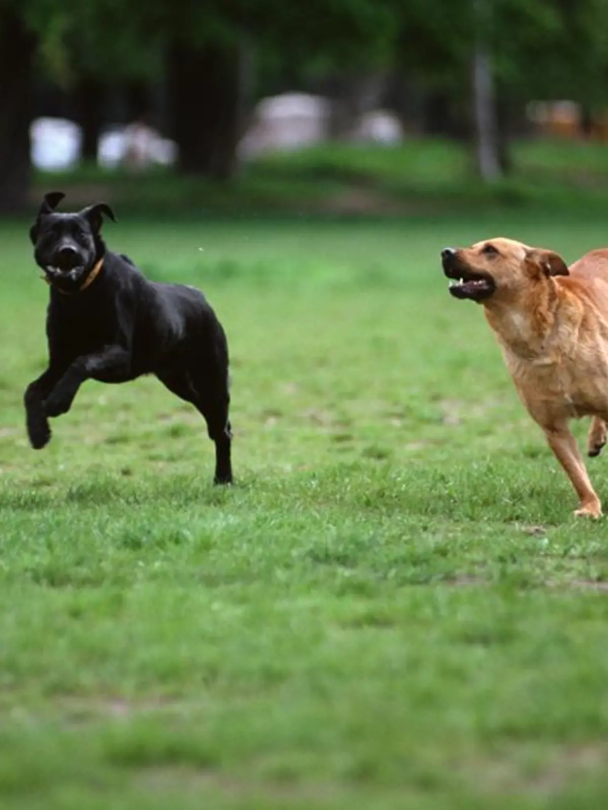 Hunde beim Auflauf.