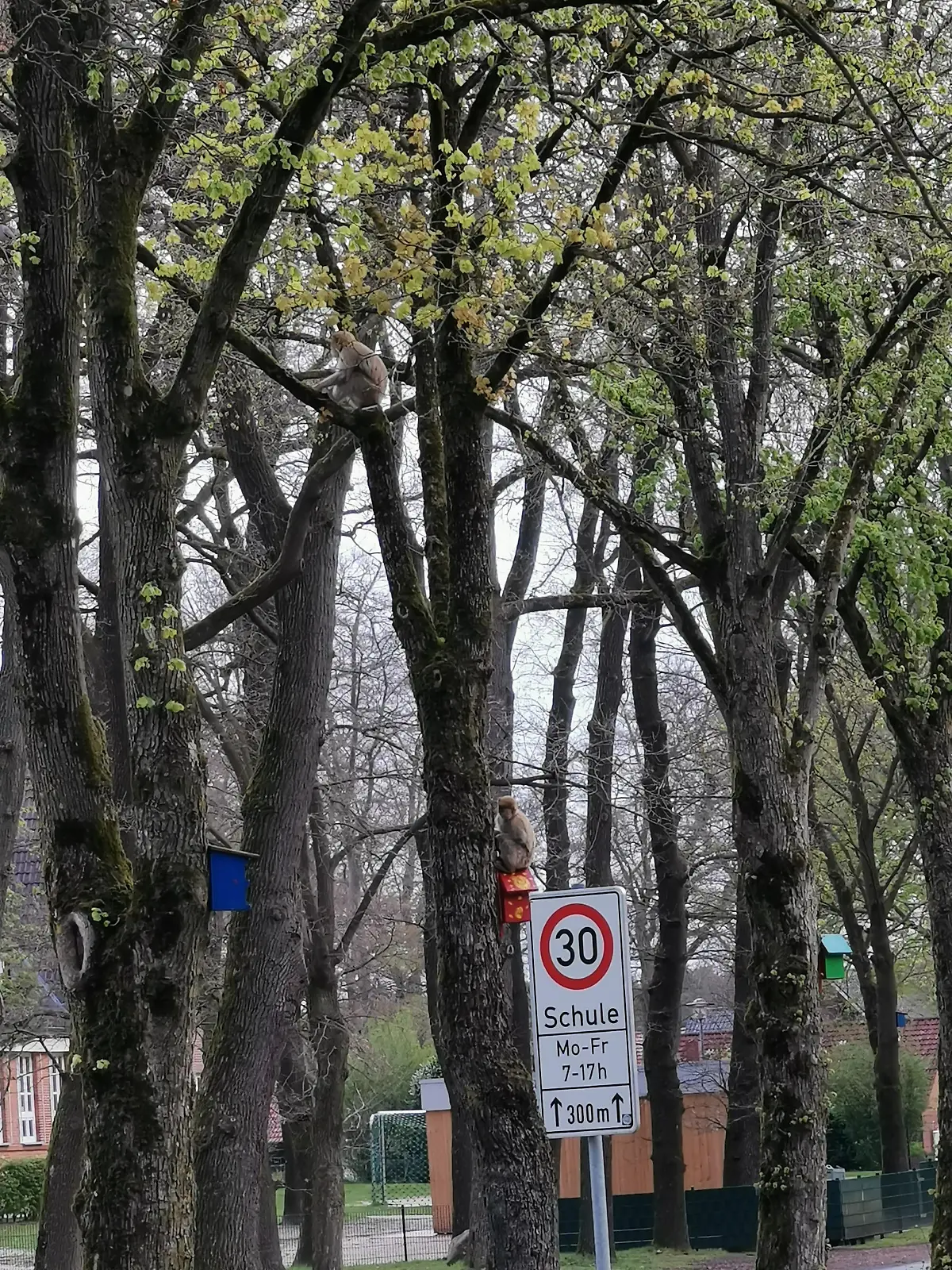 Entlaufene Affen in Friesoythe.