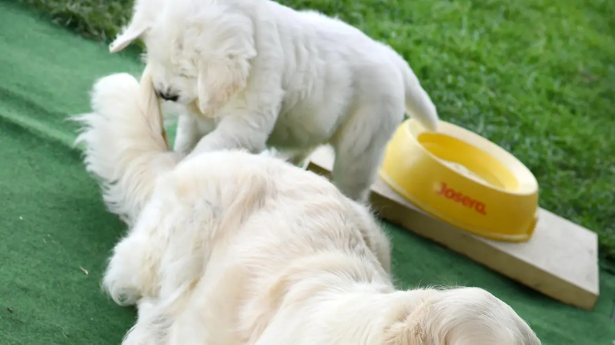 13.04.2021, Sachsen, Leipzig: Im Garten der Züchterin und Tiertrainerin Bettina Krist spielen Welpen mit ihrer Hundemutter. Die kleinen Welpen gehören zum neunköpfigen Hundenachwuchs der fast dreijährigen französischen Golden Retriever Poupette und haben sich sehr gut entwickelt. Die gelernte Edelsteinschleiferin Krist ist seit zwanzig Jahren Hundetrainerin und züchtet seit 2008 Golden Retriever. Foto: Waltraud Grubitzsch/dpa-Zentralbild/dpa +++ dpa-Bildfunk +++