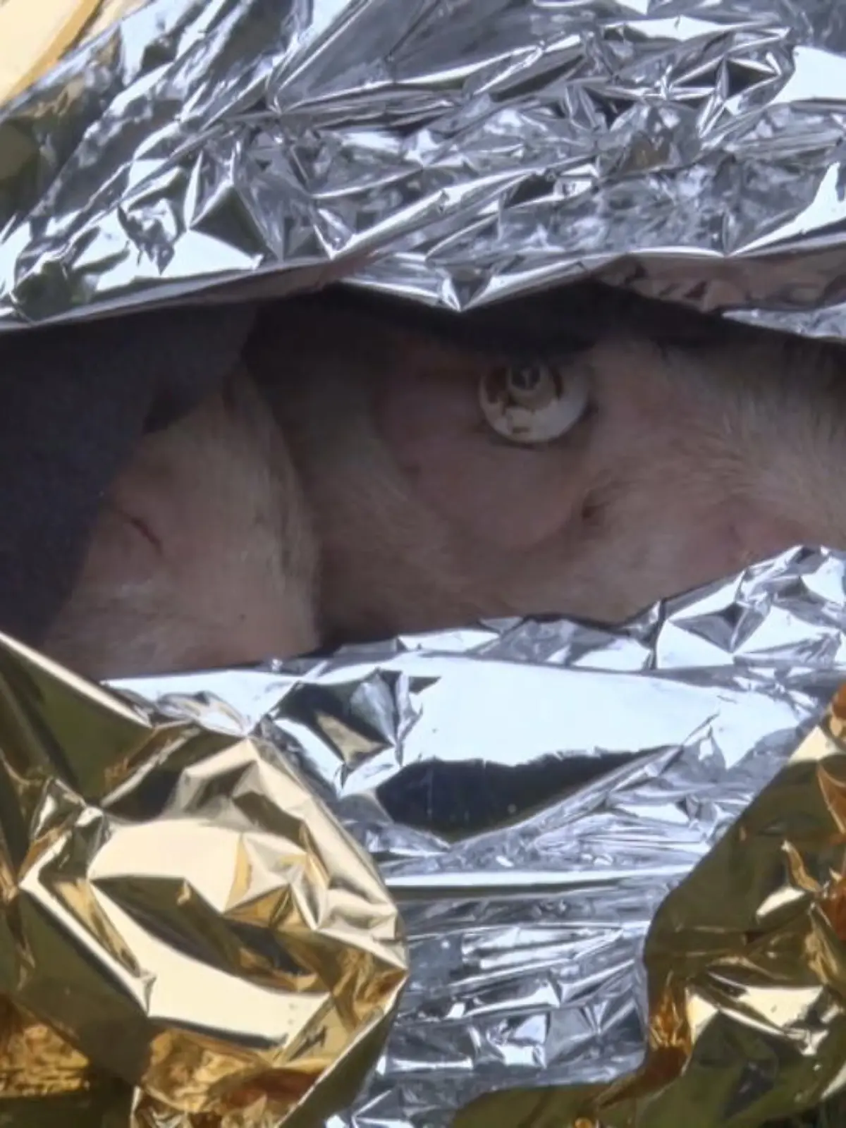 Ein übler Fall von Tierquälerei beschäftigt die Polizei in Brandenburg. Teenager entdeckten in Bützer im Landkreis Milower Land mehrere lebende Ferkel in einem Müllcontainer einer Schweinemastanlage. Sie lagen zwischen vielen toten Tieren. Drei Ferkel konnten gerettet werden. Ein weiteres Tier musste vor Ort von seinen Qualen erlöst werden.