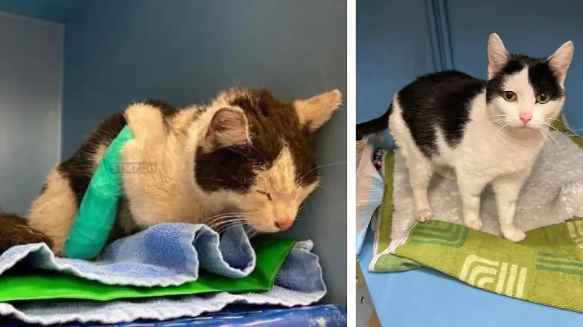 Findelkatze aus Sachen taucht in Hochdorf (Schweiz) wieder auf