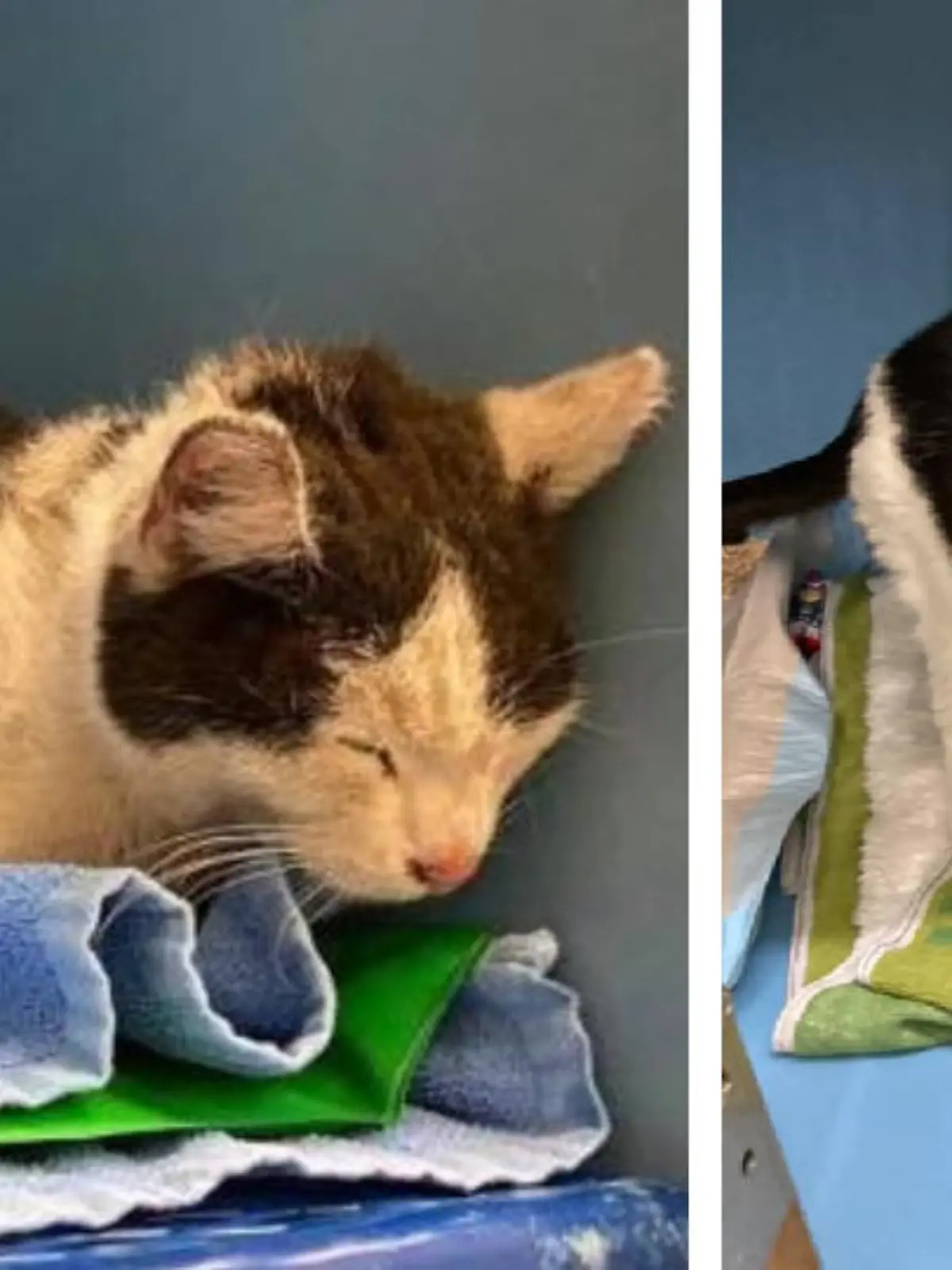 Findelkatze aus Sachen taucht in Hochdorf (Schweiz) wieder auf
