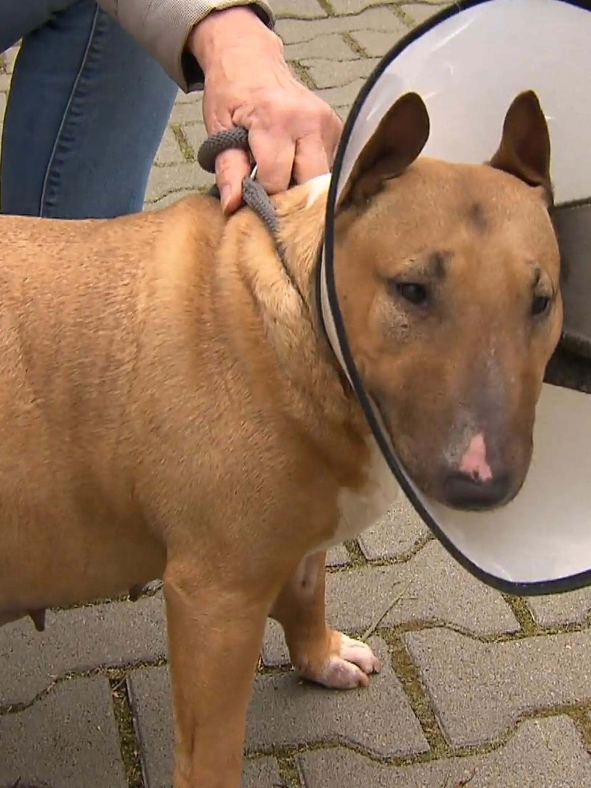 Unter grausamen Zuständen lebten die Hunde und Katzen in einem Keller in Mörfelden-Waldorf. Eigentlich waren die Fahnder auf der Suche nach Drogen – da entdeckten sie die verwahrlosten Tiere. Als Gebärmaschinen missbraucht und ohne Tageslicht und Frischluft hausten dort die Vierbeiner. Jetzt hat sich das Rüsselsheimer Tierheim den gequälten Tieren angenommen. Was den Haltern der Tiere droht und wie es den Hunden und Katzen nach der Rettung geht, sehen Sie im Video.