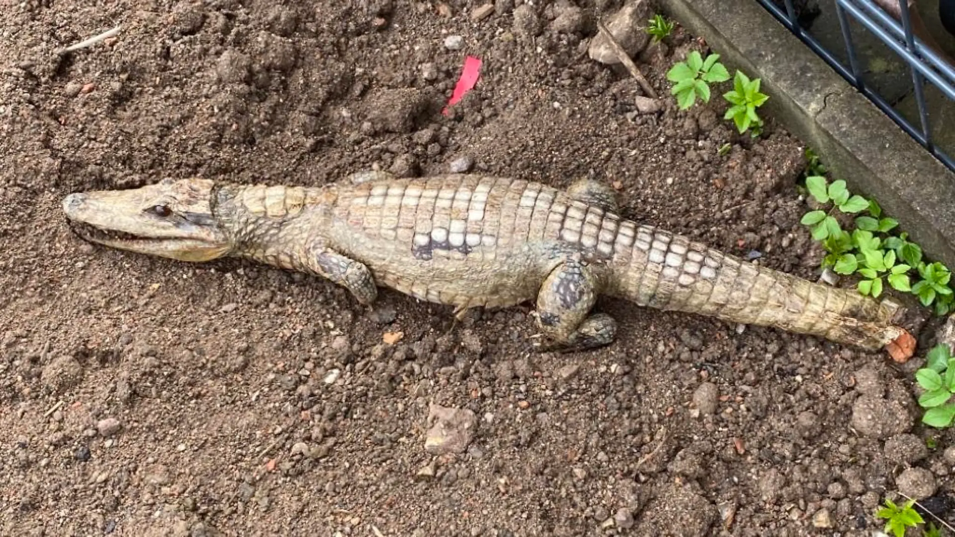 Totes Krokodil liegt auf einer Baustelle