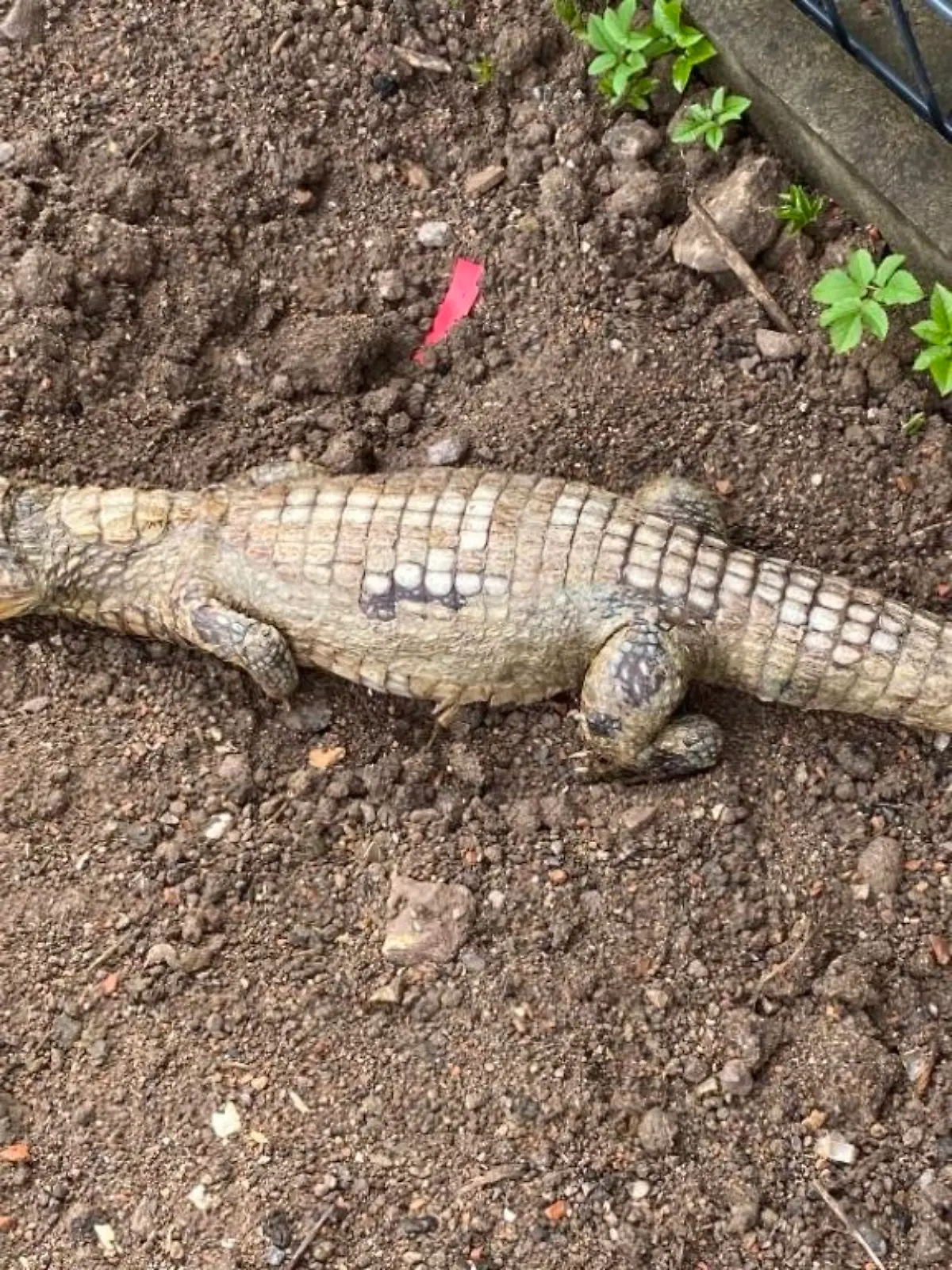 Totes Krokodil liegt auf einer Baustelle