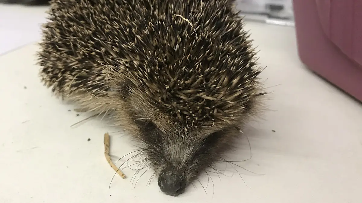 Igel in Auffangstation