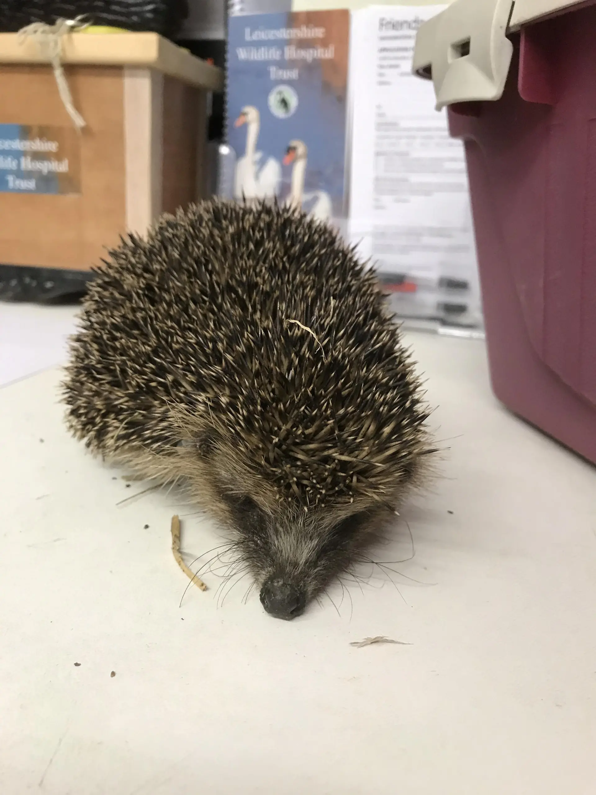 Igel in Auffangstation