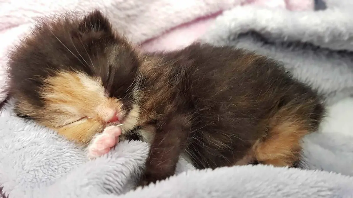 Mini-Furby Katze Leipzig Gaumenspalte Operation