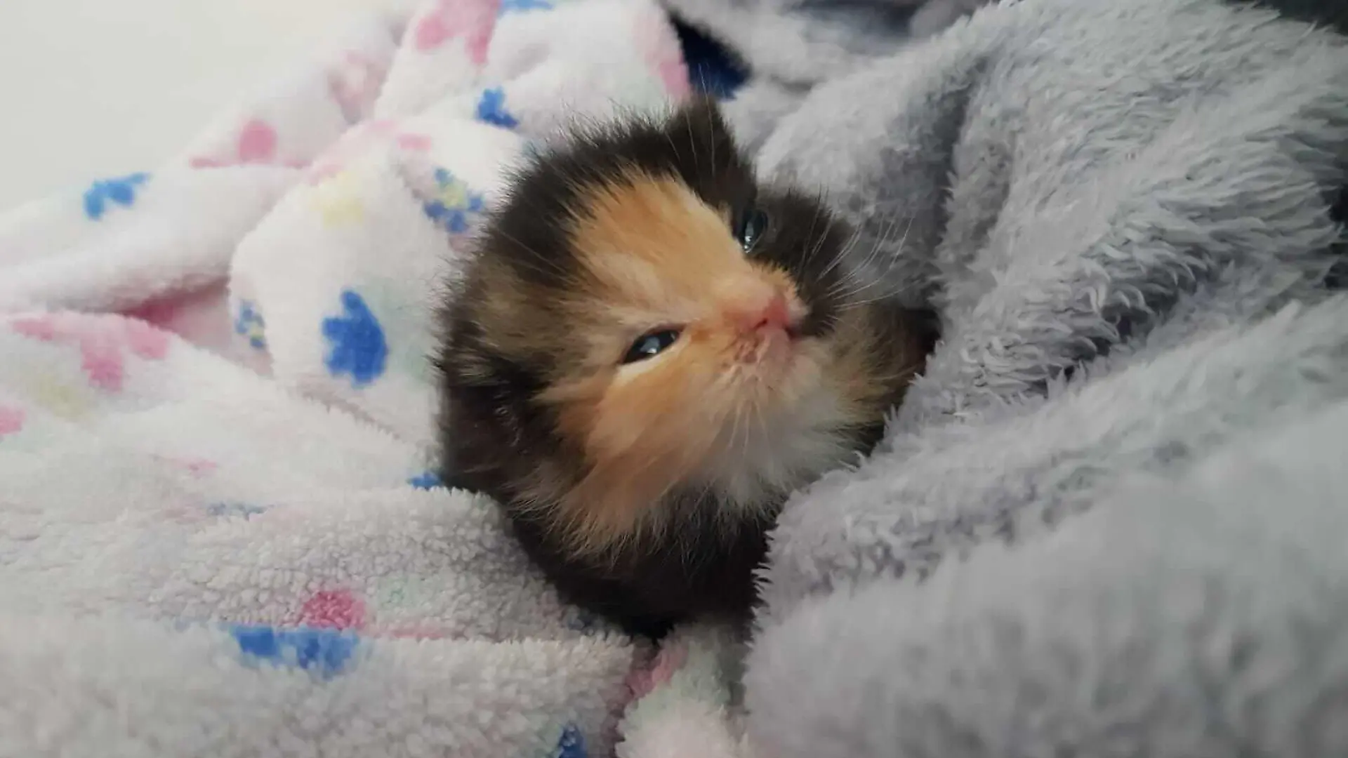 Mini-Furby Katze Leipzig