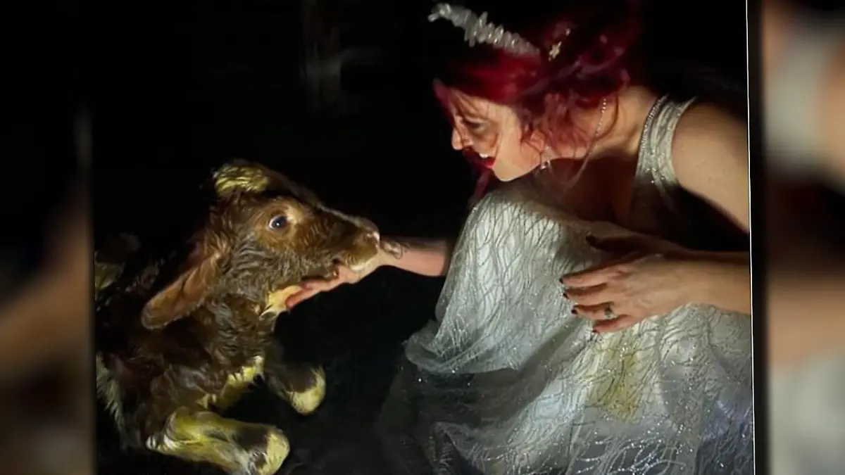 Kuh gebärt Kalb am Hochzeitstag Braut wird Geburtshelferin