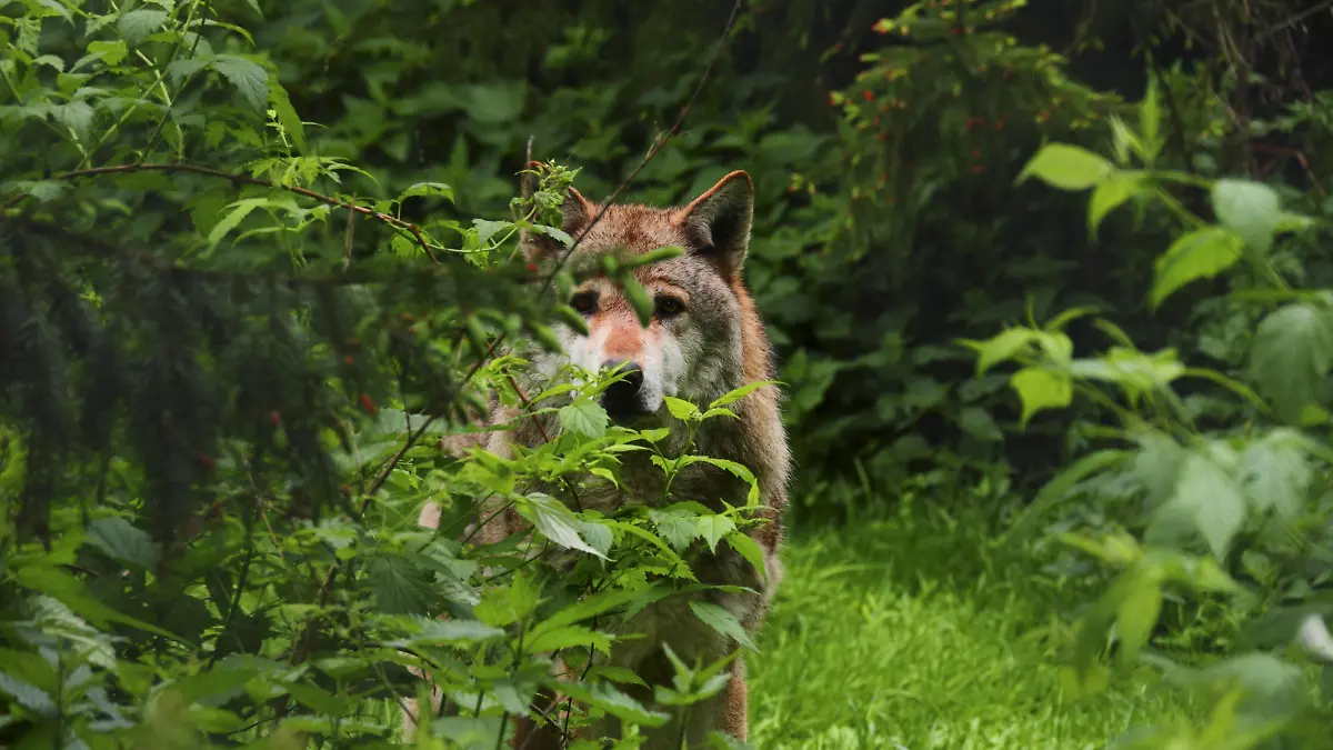  Europaeischer Wolf, Europaeischer Grauwolf, Gewoehnlicher Wolf, Gemeiner Wolf Canis lupus lupus, Wolfsruede auf eine Waldwiese im Fruehjahr, Deutschland, Sachsen European gray wolf Canis lupus lupus, male wolf in a forest meadow in spring, Germany, Saxony BLWS489348 Copyright: xblickwinkel/S.xMeyersx