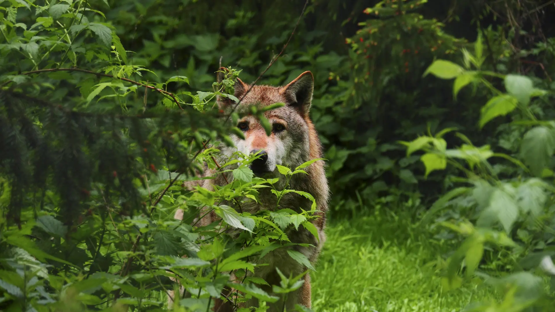 Europaeischer Wolf, Europaeischer Grauwolf, Gewoehnlicher Wolf, Gemeiner Wolf Canis lupus lupus, Wolfsruede auf eine Waldwiese im Fruehjahr, Deutschland, Sachsen European gray wolf Canis lupus lupus, male wolf in a forest meadow in spring, Germany, Saxony BLWS489348 Copyright: xblickwinkel/S.xMeyersx