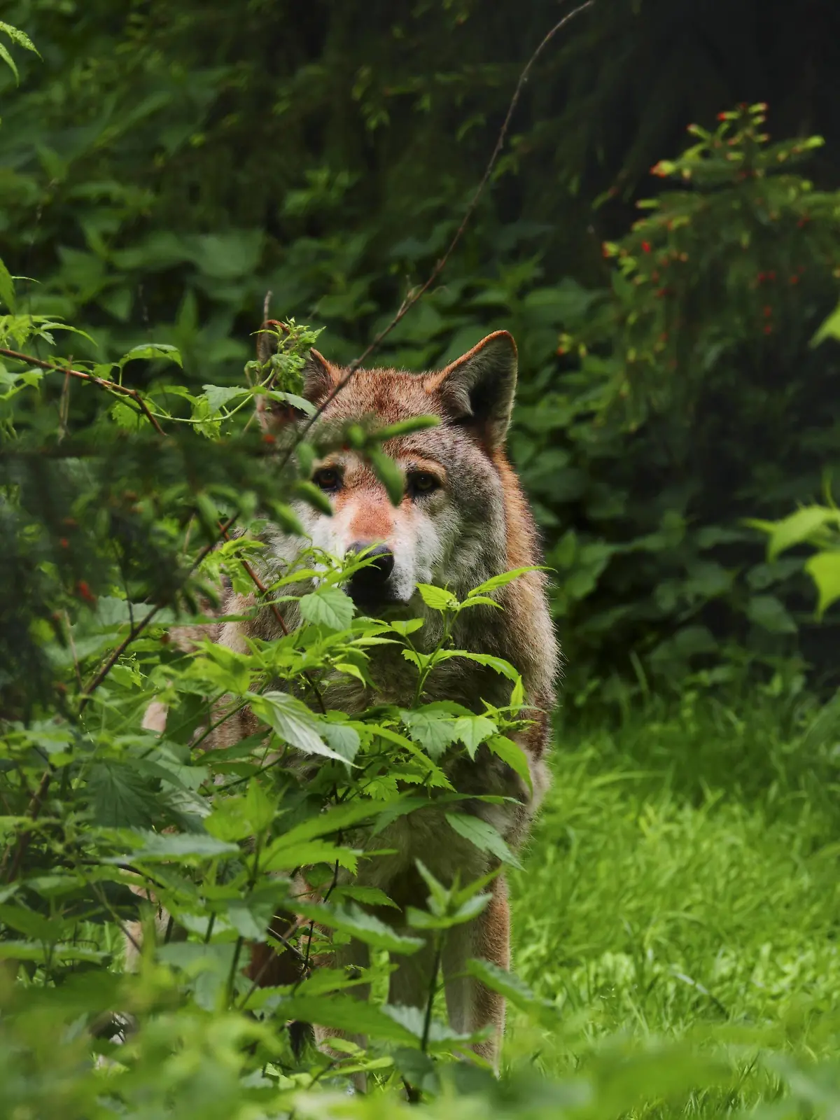  Europaeischer Wolf, Europaeischer Grauwolf, Gewoehnlicher Wolf, Gemeiner Wolf Canis lupus lupus, Wolfsruede auf eine Waldwiese im Fruehjahr, Deutschland, Sachsen European gray wolf Canis lupus lupus, male wolf in a forest meadow in spring, Germany, Saxony BLWS489348 Copyright: xblickwinkel/S.xMeyersx