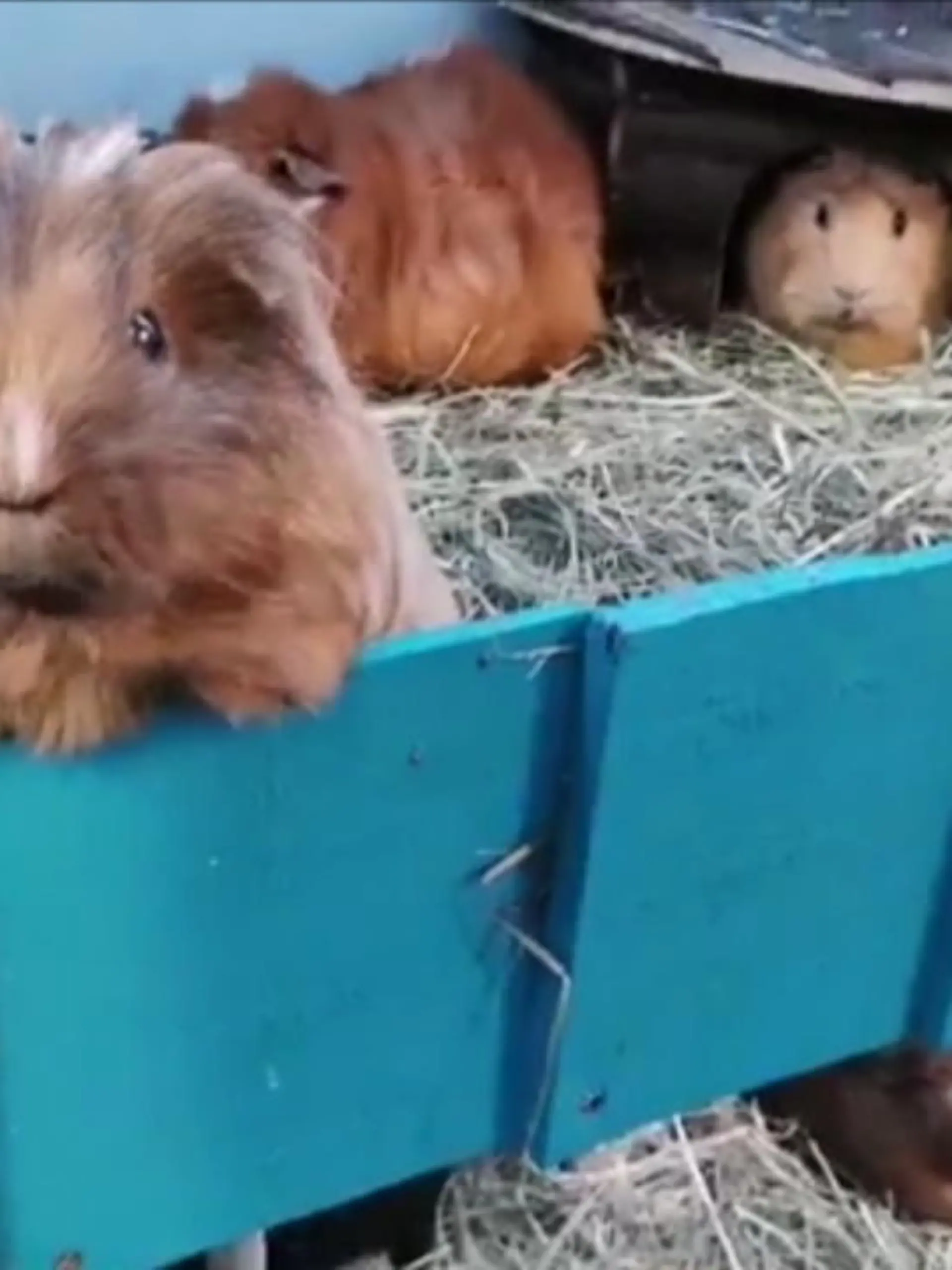 Bild zu: "Frau verdient an Meerschweinchen-Herde"