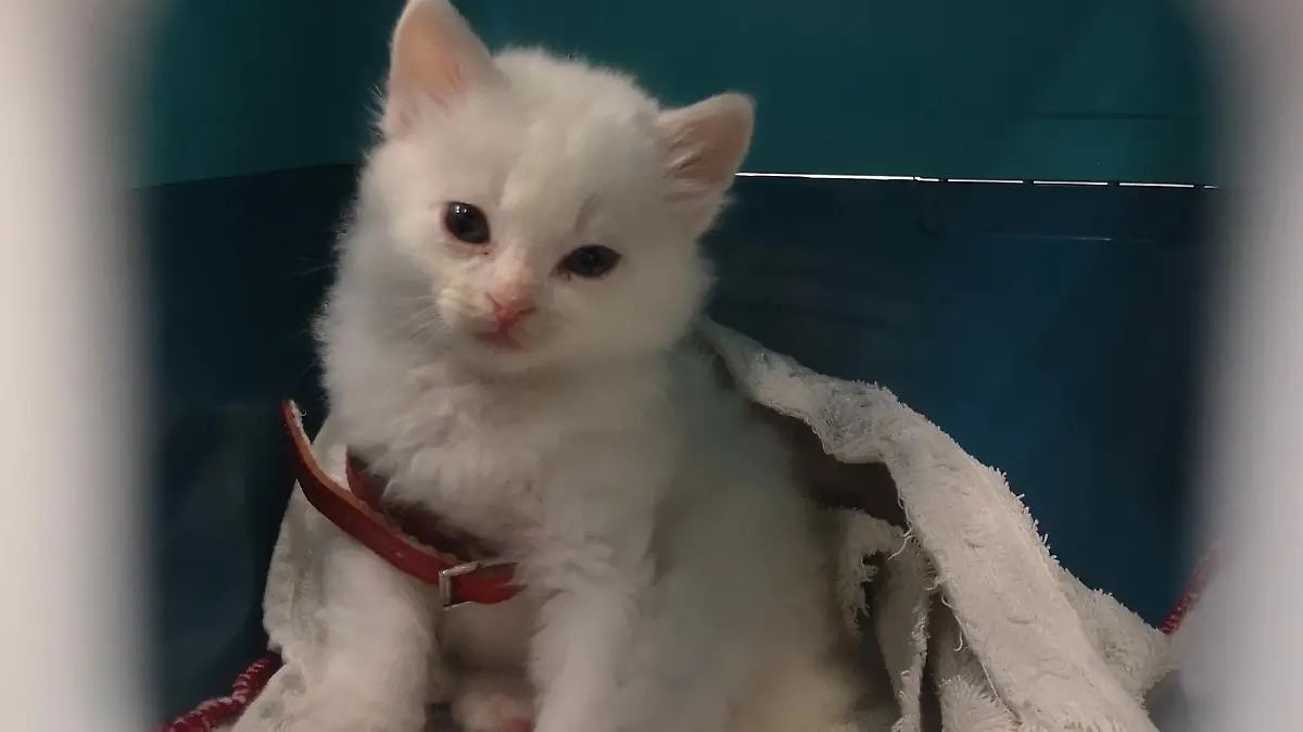 Hauptzollamt Düsseldorf