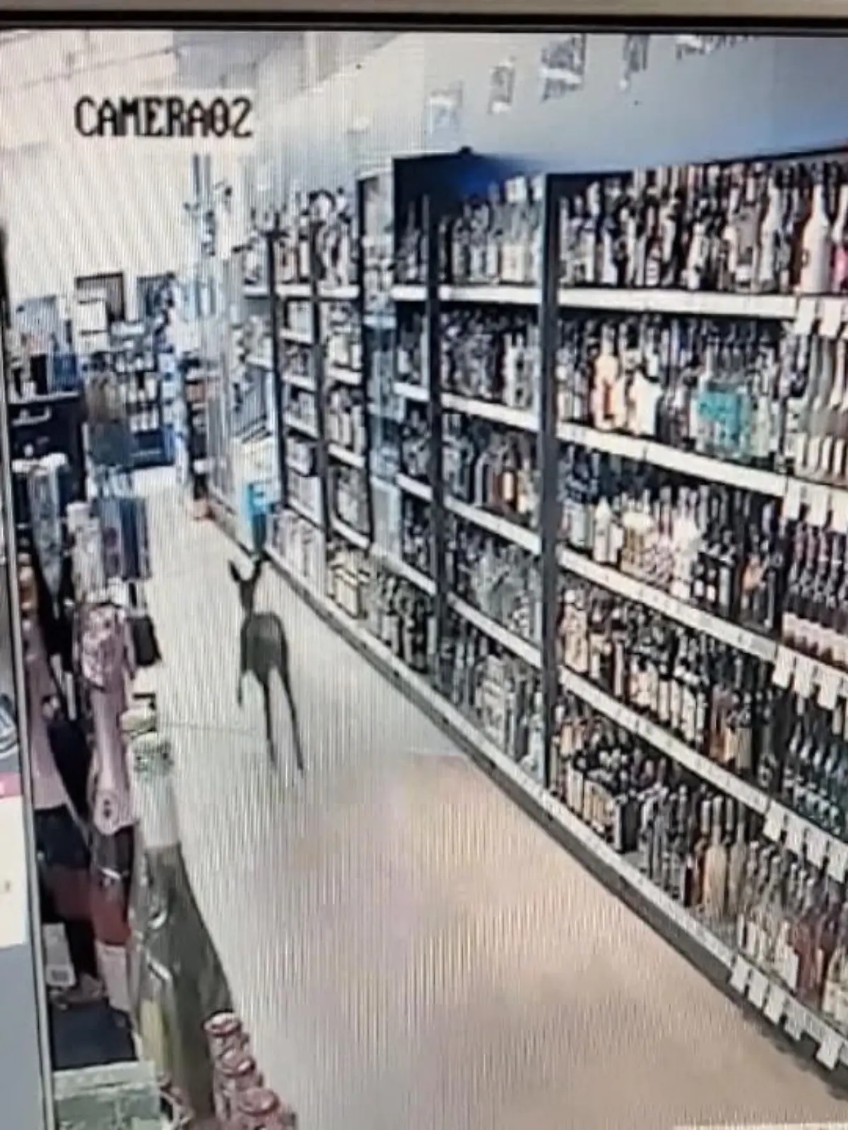 Bild zu: "Reh im Getränkemarkt unterwegs"