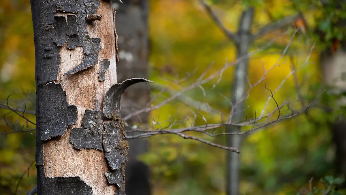 21.10.2020, Baden-Württemberg, Tübingen: Die Rinde einer abgestorbenen Buche blättert ab. Am 22. Oktober 2020 wird der Waldzustandsbericht 2020 für Baden-Württemberg vorgestellt. Foto: Sebastian Gollnow/dpa +++ dpa-Bildfunk +++