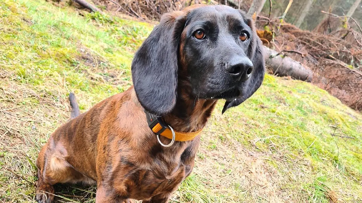 Polizeihund "Amber"