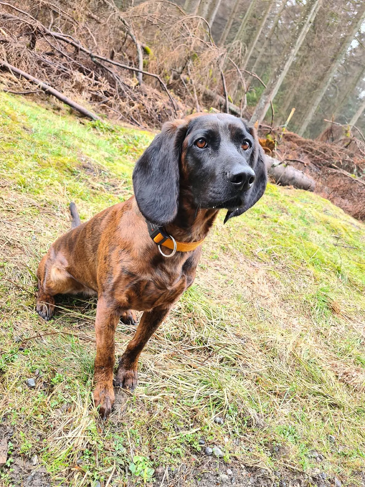 Polizeihund "Amber"