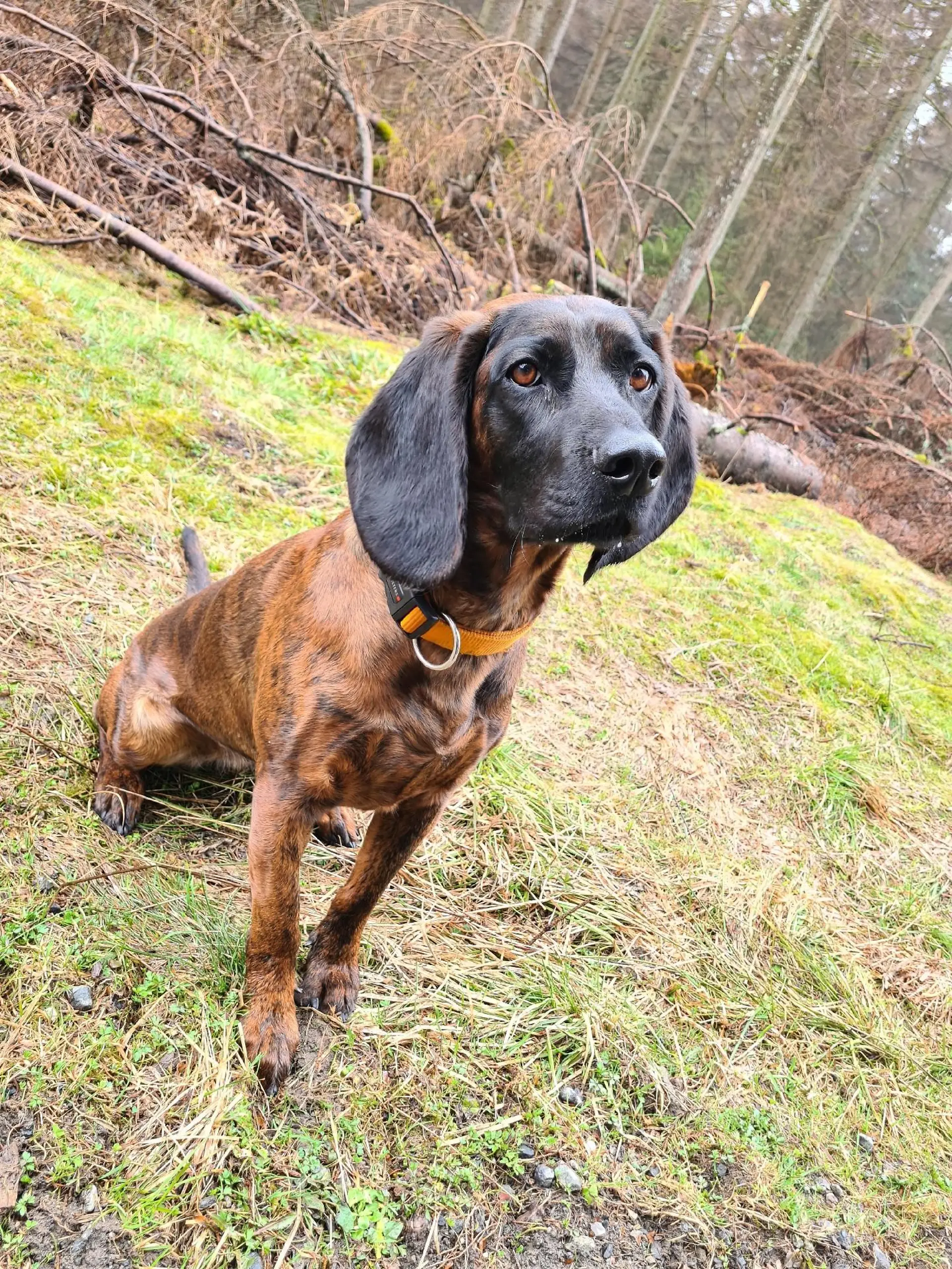 Polizeihund "Amber"