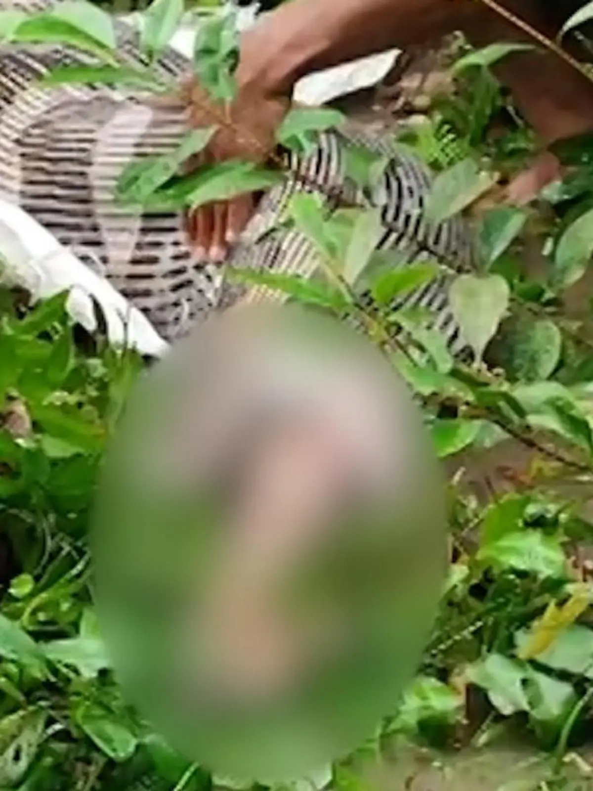 Ein Mann hält eine Python am Kopf fest.