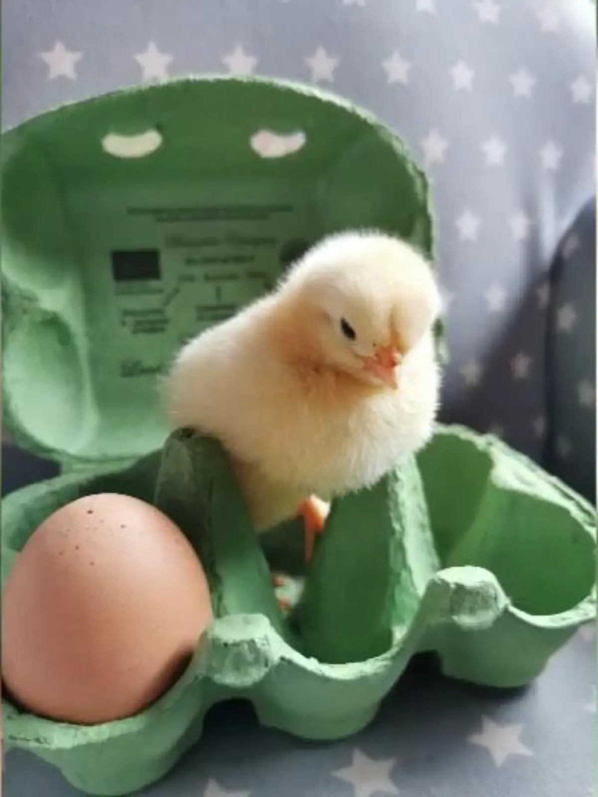 Eine Hamburgerin hat Bio-Eier aus dem Supermarkt ausgebrütet - und das Ergebnis ist erstaunlich!