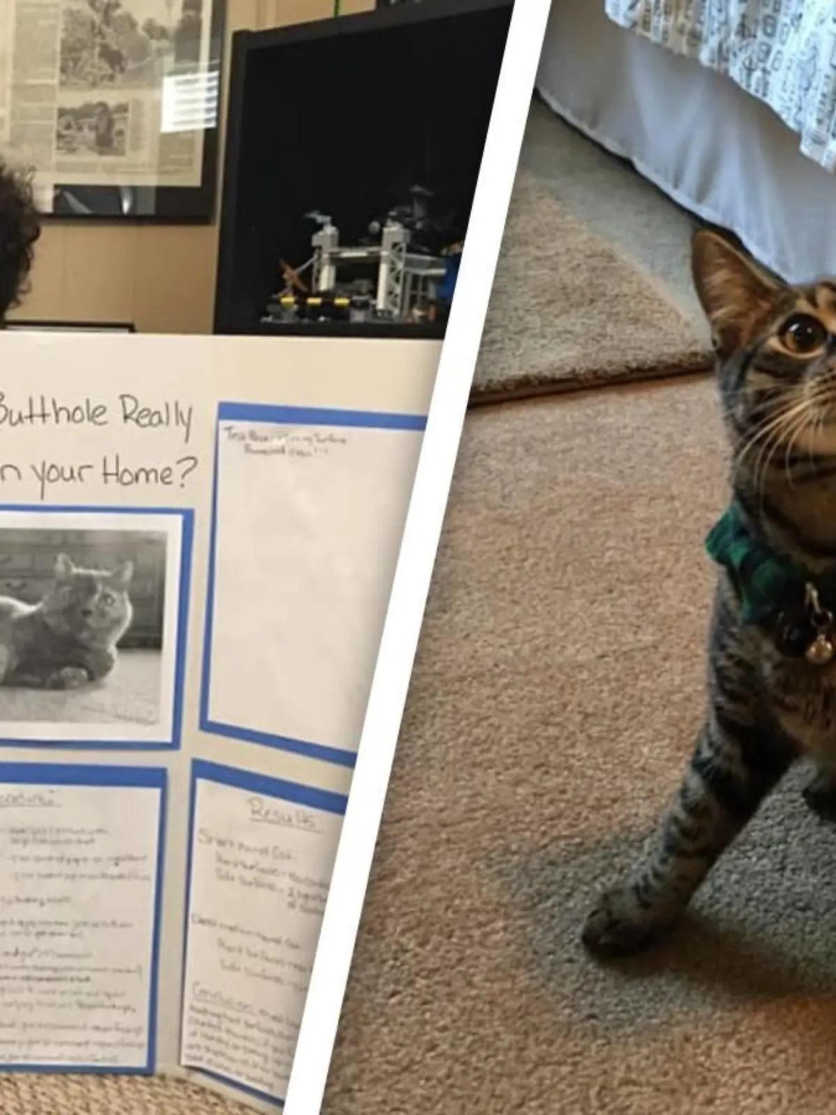 Kaeden präsentiert sein Plakat: ""Berührt das Poloch deiner Katze wirklich alle Oberflächen in deinem Haus?"