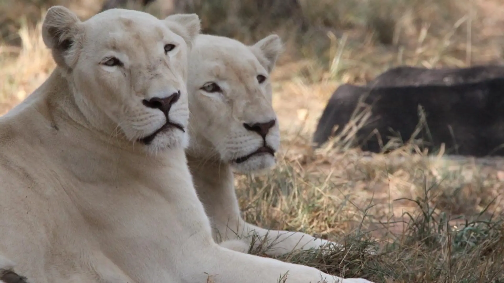Die weißen Löwinnen Alpha und Omega wurden in Südafrika gerettet