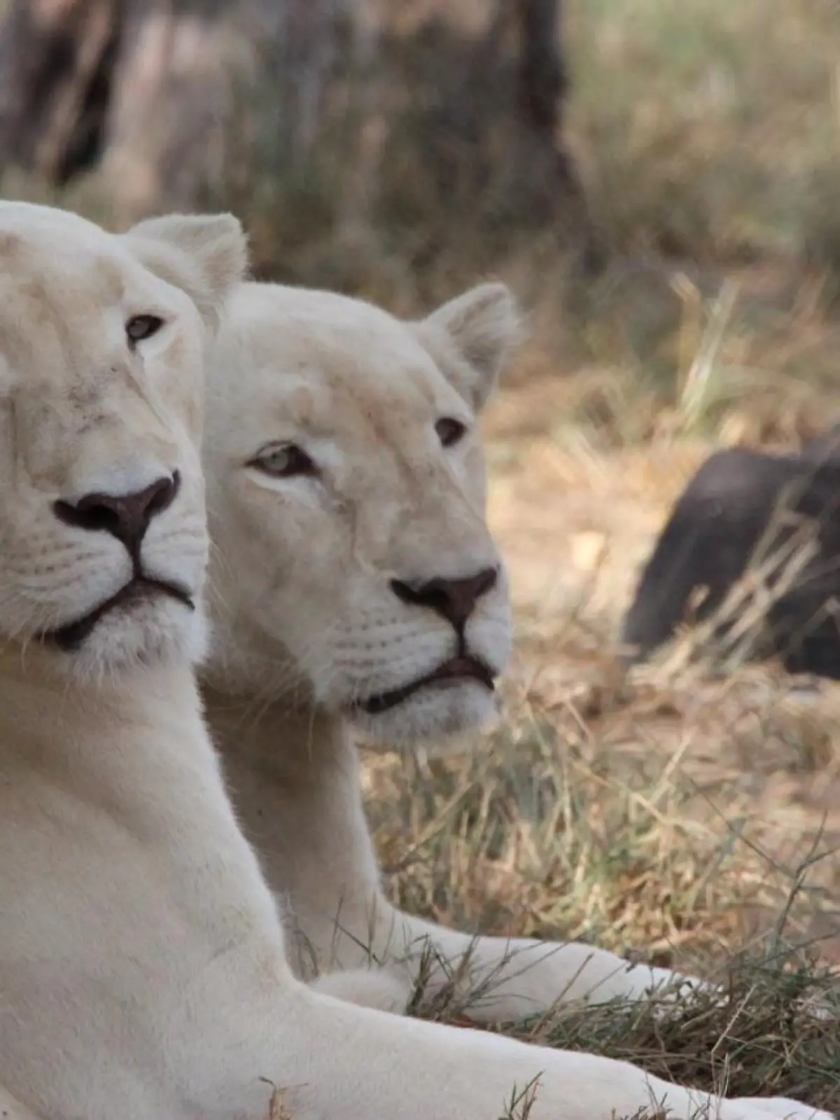 Die weißen Löwinnen Alpha und Omega wurden in Südafrika gerettet