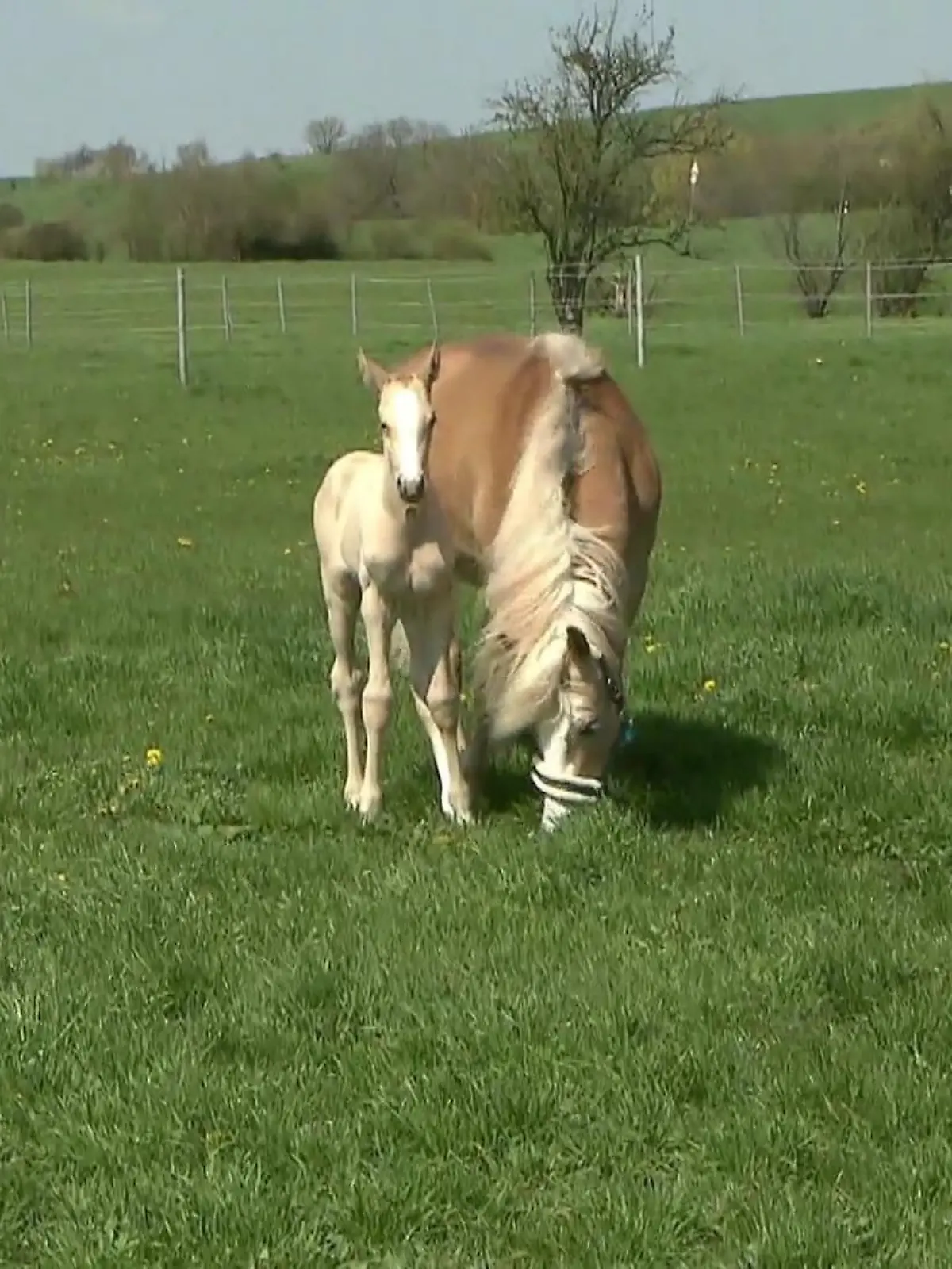 Manchmal liegen Glück und Leid wirklich ganz nah beieinander! So wie im Falle von Fohlen Belantos. Das kleine Hengstfohlen hat einen schweren Schicksalsschlag zu verkraften: Bei seiner Geburt Ende März verliert er seine Mutter. Doch damit der Kleine groß und stark werden kann, braucht er eine Amme – also eine Stute, die ihn säugen und aufziehen kann. Nun hat er sie gefunden.
