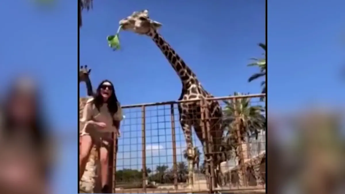 Giraffe hebt Kind an Klimaneutral Fahrstuhl fahren?