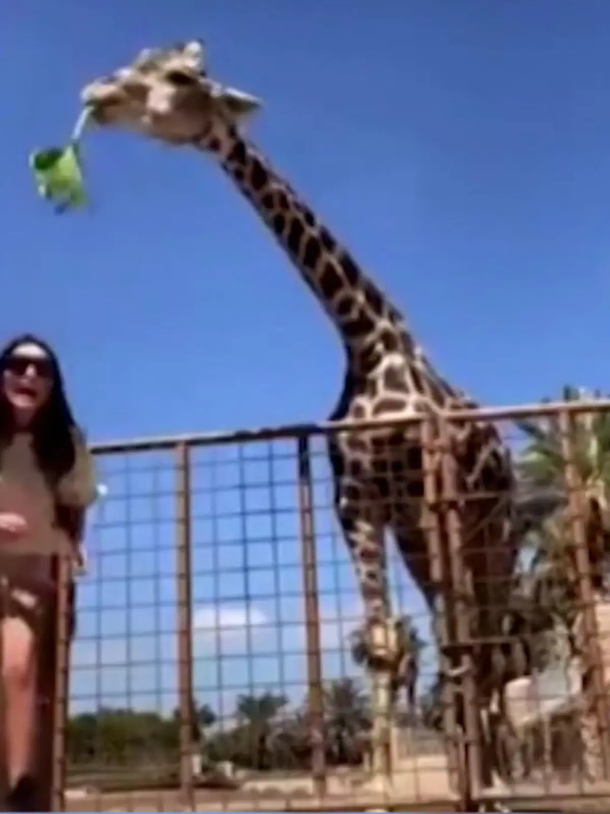 Bild zu: "Kind wird von Giraffe hochgehoben"