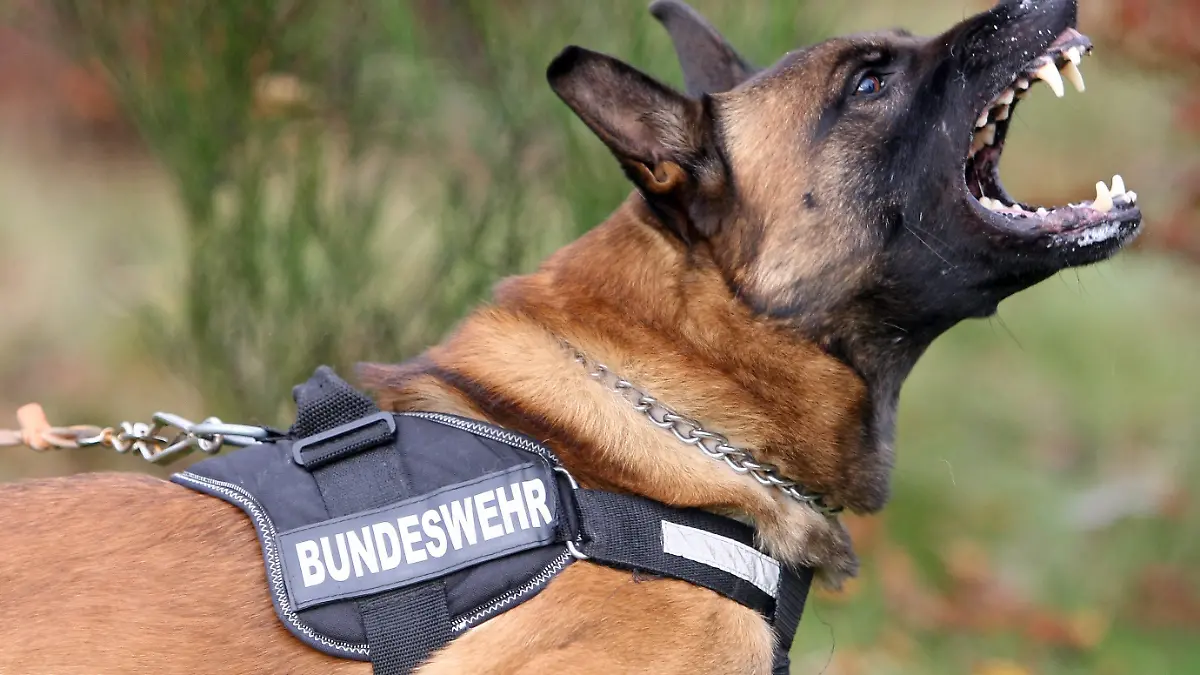 ARCHIV - Ein Belgischer Schäferhund fletscht am 04.11.2008 an der Schule für Diensthundewesen im rheinland-pfälzischen Ulmen die Zähne. Bei Polizei und Bundeswehr steht der Deutsche Schäferhund zunehmend auf dem Abstellgleis. Sein belgischer Kollege gilt als schneller und vor allem billiger. Foto: Thomas Frey dpa/lrs (zu dpa lrs-Korr: «Deutscher Schäferhund bei der Polizei von Billigkonkurrent bedroht» vom 05.09.2011) +++(c) dpa - Bildfunk+++