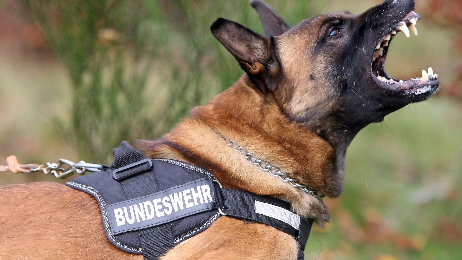 ARCHIV - Ein Belgischer Schäferhund fletscht am 04.11.2008 an der Schule für Diensthundewesen im rheinland-pfälzischen Ulmen die Zähne. Bei Polizei und Bundeswehr steht der Deutsche Schäferhund zunehmend auf dem Abstellgleis. Sein belgischer Kollege gilt als schneller und vor allem billiger. Foto: Thomas Frey dpa/lrs (zu dpa lrs-Korr: «Deutscher Schäferhund bei der Polizei von Billigkonkurrent bedroht» vom 05.09.2011) +++(c) dpa - Bildfunk+++