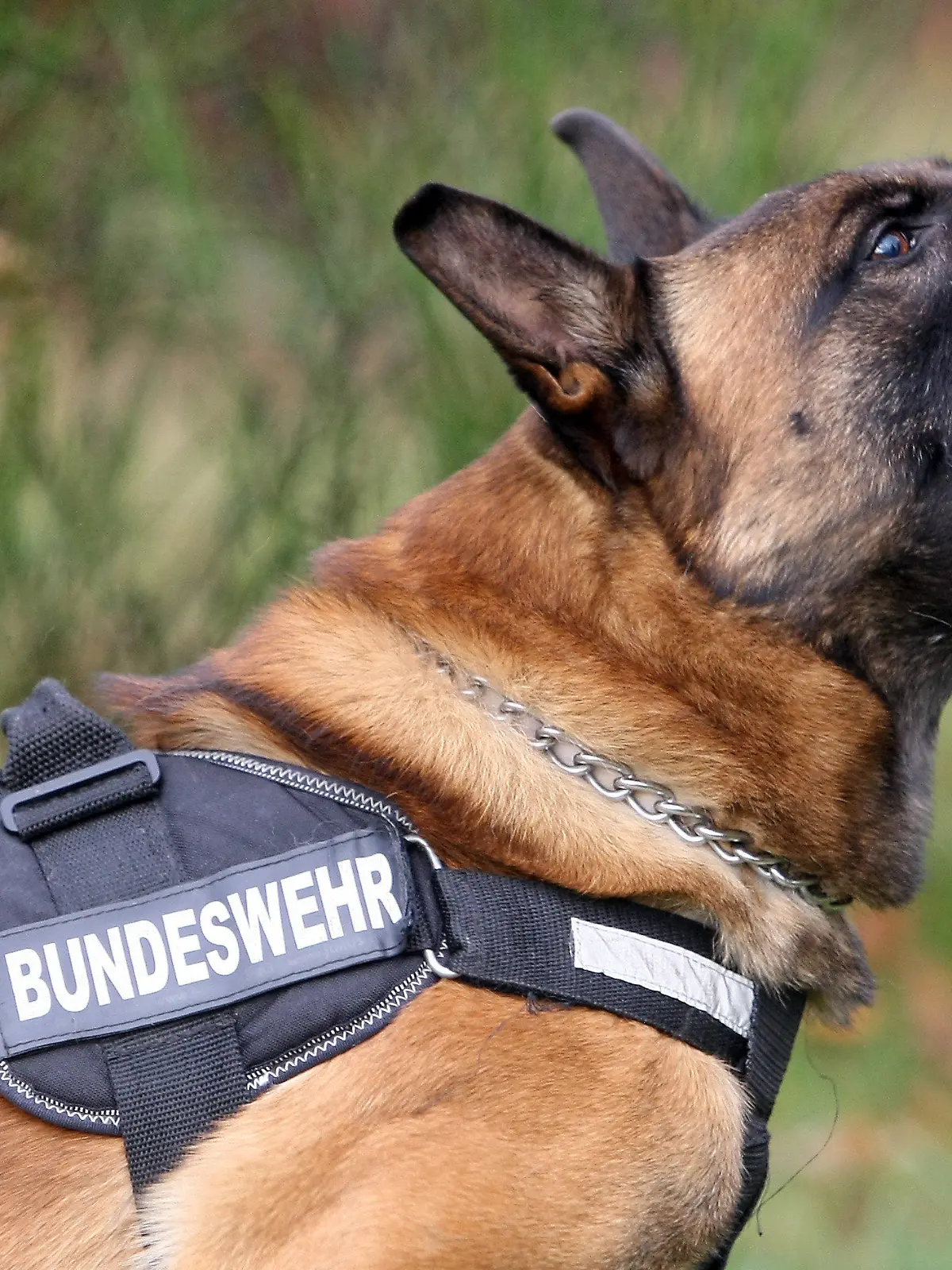 ARCHIV - Ein Belgischer Schäferhund fletscht am 04.11.2008 an der Schule für Diensthundewesen im rheinland-pfälzischen Ulmen die Zähne. Bei Polizei und Bundeswehr steht der Deutsche Schäferhund zunehmend auf dem Abstellgleis. Sein belgischer Kollege gilt als schneller und vor allem billiger. Foto: Thomas Frey dpa/lrs (zu dpa lrs-Korr: «Deutscher Schäferhund bei der Polizei von Billigkonkurrent bedroht» vom 05.09.2011)  +++(c) dpa - Bildfunk+++
